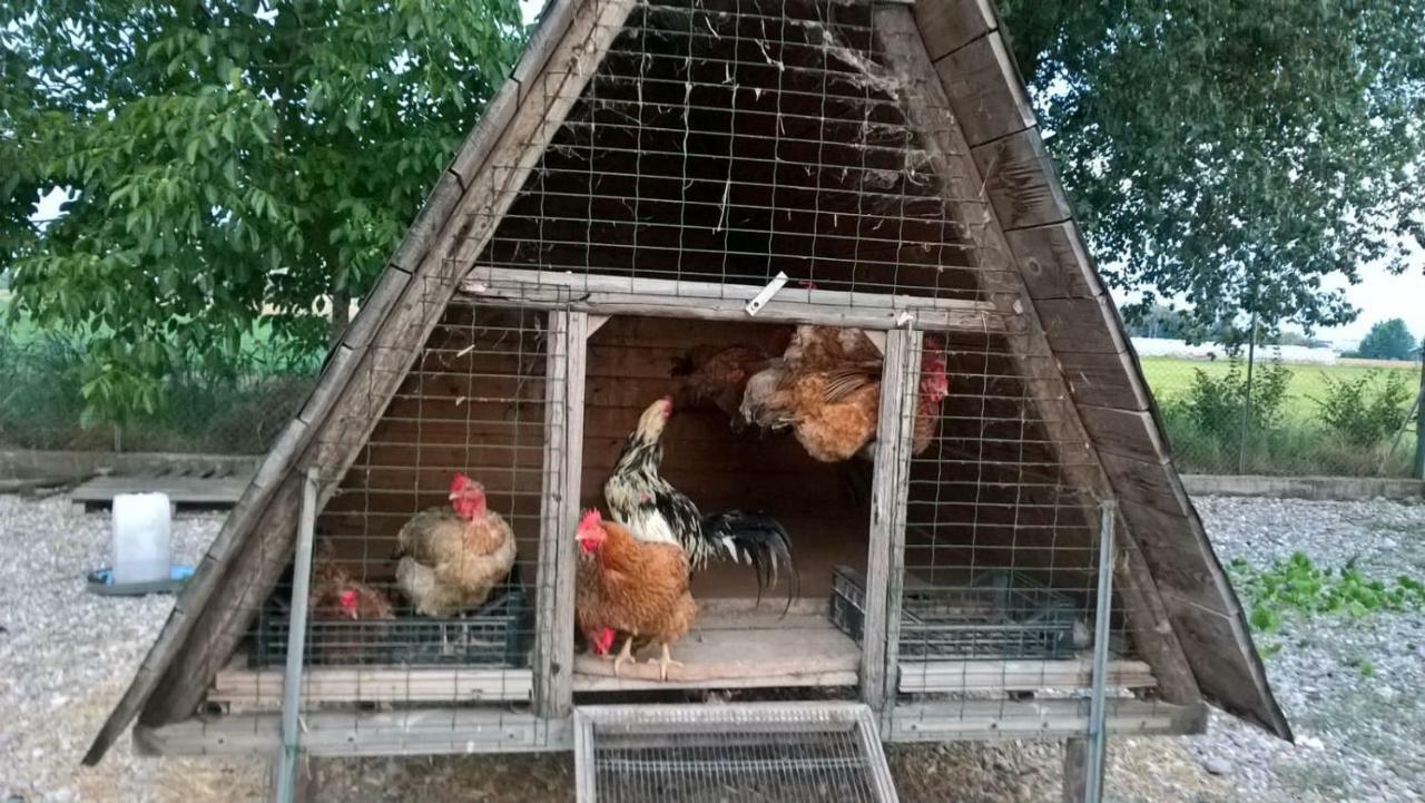 Agriturismo Cipolli E Podo Corte Carlini Mantua Buitenkant foto